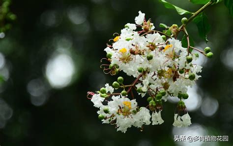 紫薇花盆栽|紫薇花的养殖方法